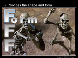 • Provides the shape and form.
Copyright © 2010 Ryan P. Murphy
 