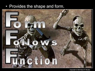 • Provides the shape and form.
Copyright © 2010 Ryan P. Murphy
 