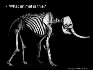 • What animal is this?
Copyright © 2010 Ryan P. Murphy
 