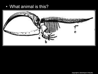 • What animal is this?
Copyright © 2010 Ryan P. Murphy
 
