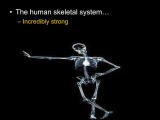 • The human skeletal system…
– Incredibly strong
 