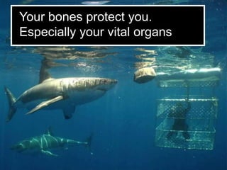 Your bones protect you.
Especially your vital organs
 