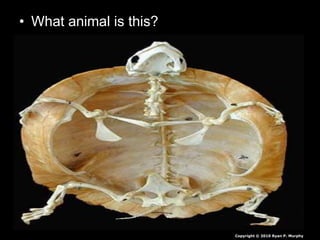 • What animal is this?
Copyright © 2010 Ryan P. Murphy
 