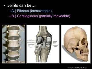 • Joints can be…
– A.) Fibrous (immoveable)
– B.) Cartilaginous (partially moveable)
Copyright © 2010 Ryan P. Murphy
 