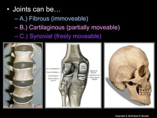 • Joints can be…
– A.) Fibrous (immoveable)
– B.) Cartilaginous (partially moveable)
– C.) Synovial (freely moveable)
Copyright © 2010 Ryan P. Murphy
 