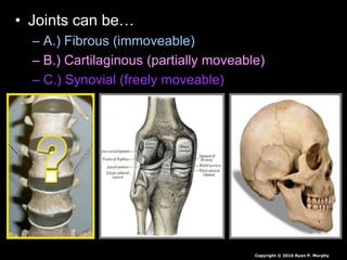 • Joints can be…
– A.) Fibrous (immoveable)
– B.) Cartilaginous (partially moveable)
– C.) Synovial (freely moveable)
Copyright © 2010 Ryan P. Murphy
 