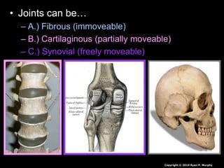 • Joints can be…
– A.) Fibrous (immoveable)
– B.) Cartilaginous (partially moveable)
– C.) Synovial (freely moveable)
Copyright © 2010 Ryan P. Murphy
 