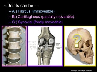 • Joints can be…
– A.) Fibrous (immoveable)
– B.) Cartilaginous (partially moveable)
– C.) Synovial (freely moveable)
Copyright © 2010 Ryan P. Murphy
 