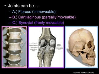 • Joints can be…
– A.) Fibrous (immoveable)
– B.) Cartilaginous (partially moveable)
– C.) Synovial (freely moveable)
Copyright © 2010 Ryan P. Murphy
 