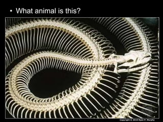 • What animal is this?
Copyright © 2010 Ryan P. Murphy
 