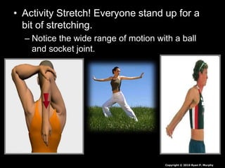 • Activity Stretch! Everyone stand up for a
bit of stretching.
– Notice the wide range of motion with a ball
and socket joint.
Copyright © 2010 Ryan P. Murphy
 