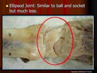  Ellipsod Joint: Similar to ball and socket
but much less.
Copyright © 2010 Ryan P. Murphy
 