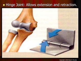 Hinge Joint: Allows extension and retraction.
Copyright © 2010 Ryan P. Murphy
 
