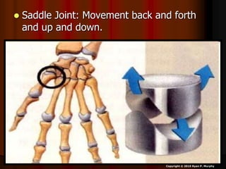  Saddle Joint: Movement back and forth
and up and down.
Copyright © 2010 Ryan P. Murphy
 