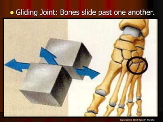  Gliding Joint: Bones slide past one another.
Copyright © 2010 Ryan P. Murphy
 