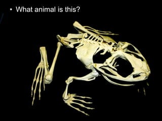 • What animal is this?
 
