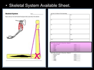 • Skeletal System Available Sheet.
 