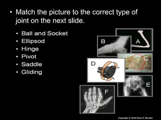 • Match the picture to the correct type of
joint on the next slide.
Copyright © 2010 Ryan P. Murphy
 