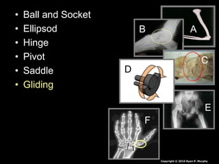 • Ball and Socket
• Ellipsod
• Hinge
• Pivot
• Saddle
• Gliding
AB
C
D
E
F
Copyright © 2010 Ryan P. Murphy
 