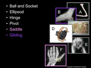 • Ball and Socket
• Ellipsod
• Hinge
• Pivot
• Saddle
• Gliding
AB
C
D
E
F
Copyright © 2010 Ryan P. Murphy
 