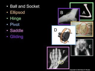 • Ball and Socket
• Ellipsod
• Hinge
• Pivot
• Saddle
• Gliding
AB
C
D
E
F
Copyright © 2010 Ryan P. Murphy
 