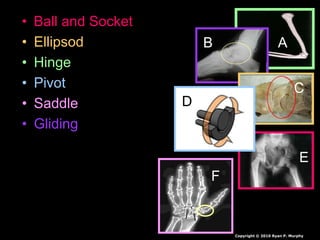 • Ball and Socket
• Ellipsod
• Hinge
• Pivot
• Saddle
• Gliding
AB
C
D
E
F
Copyright © 2010 Ryan P. Murphy
 