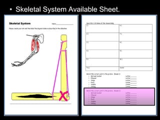 • Skeletal System Available Sheet.
 