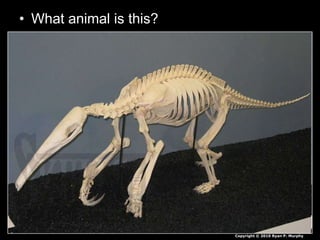 • What animal is this?
Copyright © 2010 Ryan P. Murphy
 