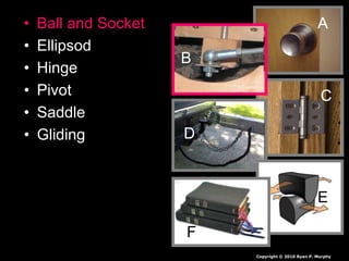 • Ball and Socket
• Ellipsod
• Hinge
• Pivot
• Saddle
• Gliding
A
C
D
E
F
A
B
B
Copyright © 2010 Ryan P. Murphy
 