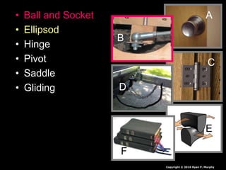 • Ball and Socket
• Ellipsod
• Hinge
• Pivot
• Saddle
• Gliding
A
C
D
E
F
A
B
B
Copyright © 2010 Ryan P. Murphy
 