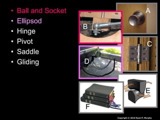 • Ball and Socket
• Ellipsod
• Hinge
• Pivot
• Saddle
• Gliding
A
C
D
E
F
A
B
B
Copyright © 2010 Ryan P. Murphy
 