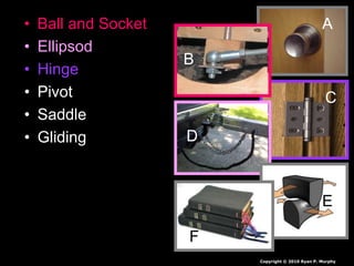 • Ball and Socket
• Ellipsod
• Hinge
• Pivot
• Saddle
• Gliding
A
C
D
E
F
A
B
B
Copyright © 2010 Ryan P. Murphy
 