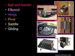 • Ball and Socket
• Ellipsod
• Hinge
• Pivot
• Saddle
• Gliding
A
C
D
E
F
A
B
B
Copyright © 2010 Ryan P. Murphy
 