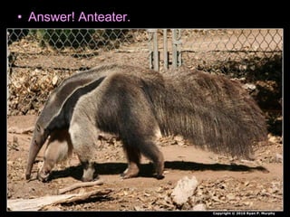 • Answer! Anteater.
Copyright © 2010 Ryan P. Murphy
 