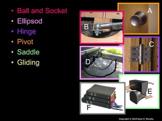 • Ball and Socket
• Ellipsod
• Hinge
• Pivot
• Saddle
• Gliding
A
C
D
E
F
A
B
B
Copyright © 2010 Ryan P. Murphy
 