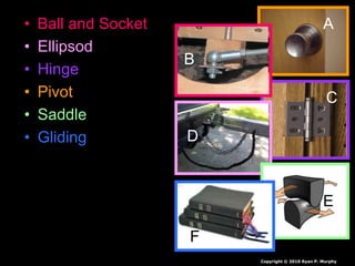 • Ball and Socket
• Ellipsod
• Hinge
• Pivot
• Saddle
• Gliding
A
C
D
E
F
A
B
B
Copyright © 2010 Ryan P. Murphy
 