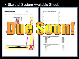 • Skeletal System Available Sheet.
 