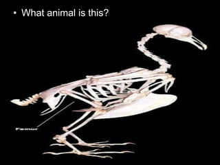 • What animal is this?
 