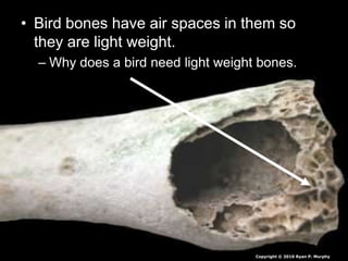 • Bird bones have air spaces in them so
they are light weight.
– Why does a bird need light weight bones.
Copyright © 2010 Ryan P. Murphy
 