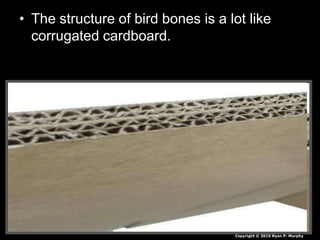 • The structure of bird bones is a lot like
corrugated cardboard.
Copyright © 2010 Ryan P. Murphy
 