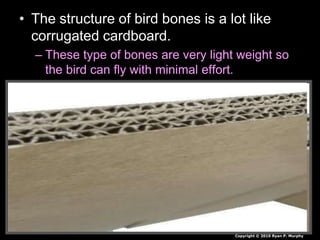 • The structure of bird bones is a lot like
corrugated cardboard.
– These type of bones are very light weight so
the bird can fly with minimal effort.
Copyright © 2010 Ryan P. Murphy
 