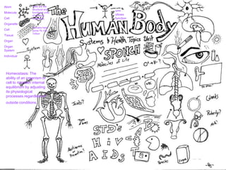 Atom
Molecule
Cell
Organelle
Cell
Tissue
Organ
Organ
System
Individual
orm
ollows
function
Homeostasis: The
ability of an organism or
cell to maintain internal
equilibrium by adjusting
its physiological
processes.regardless of
outside conditions.
Cells are the
structural and
functional units
of all living
organisms.
–
Humans have
some 75-100
Trillion
 