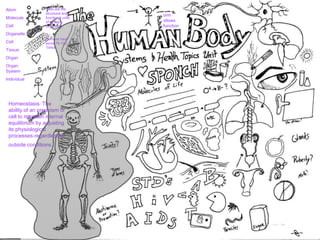 Atom
Molecule
Cell
Organelle
Cell
Tissue
Organ
Organ
System
Individual
orm
ollows
function
Homeostasis: The
ability of an organism or
cell to maintain internal
equilibrium by adjusting
its physiological
processes.regardless of
outside conditions.
Cells are the
structural and
functional units
of all living
organisms.
–
Humans have
some 75-100
Trillion
 