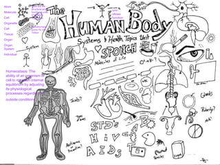 Atom
Molecule
Cell
Organelle
Cell
Tissue
Organ
Organ
System
Individual
orm
ollows
function
Homeostasis: The
ability of an organism or
cell to maintain internal
equilibrium by adjusting
its physiological
processes.regardless of
outside conditions.
Cells are the
structural and
functional units
of all living
organisms.
–
Humans have
some 75-100
Trillion
 