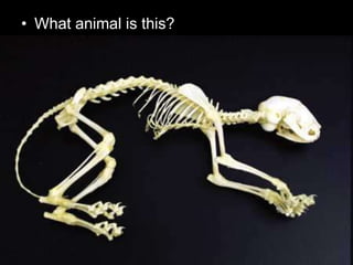 • What animal is this?
 