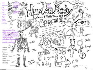 Atom
Molecule
Cell
Organelle
Cell
Tissue
Organ
Organ
System
Individual
orm
ollows
function
Homeostasis: The
ability of an organism or
cell to maintain internal
equilibrium by adjusting
its physiological
processes.regardless of
outside conditions.
Cells are the
structural and
functional units
of all living
organisms.
–
Humans have
some 75-100
Trillion
Name the
major
bones
shown
below. Use
your
resource
sheets
 