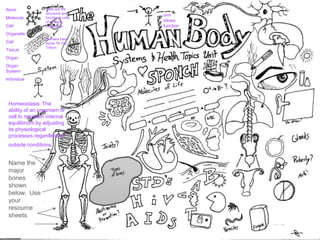 Atom
Molecule
Cell
Organelle
Cell
Tissue
Organ
Organ
System
Individual
orm
ollows
function
Homeostasis: The
ability of an organism or
cell to maintain internal
equilibrium by adjusting
its physiological
processes.regardless of
outside conditions.
Cells are the
structural and
functional units
of all living
organisms.
–
Humans have
some 75-100
Trillion
Name the
major
bones
shown
below. Use
your
resource
sheets
 