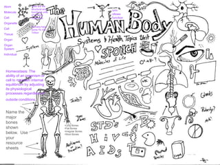 Atom
Molecule
Cell
Organelle
Cell
Tissue
Organ
Organ
System
Individual
orm
ollows
function
Homeostasis: The
ability of an organism or
cell to maintain internal
equilibrium by adjusting
its physiological
processes.regardless of
outside conditions.
Cells are the
structural and
functional units
of all living
organisms.
–
Humans have
some 75-100
Trillion
Name the
major
bones
shown
below. Use
your
resource
sheets
•Long Bones
•Flat Bones
•Irregular Bones
•Short Bones
 