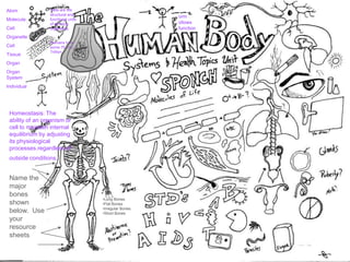 Atom
Molecule
Cell
Organelle
Cell
Tissue
Organ
Organ
System
Individual
orm
ollows
function
Homeostasis: The
ability of an organism or
cell to maintain internal
equilibrium by adjusting
its physiological
processes.regardless of
outside conditions.
Cells are the
structural and
functional units
of all living
organisms.
–
Humans have
some 75-100
Trillion
Name the
major
bones
shown
below. Use
your
resource
sheets
•Long Bones
•Flat Bones
•Irregular Bones
•Short Bones
 