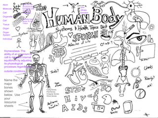 Atom
Molecule
Cell
Organelle
Cell
Tissue
Organ
Organ
System
Individual
orm
ollows
function
Homeostasis: The
ability of an organism or
cell to maintain internal
equilibrium by adjusting
its physiological
processes.regardless of
outside conditions.
Cells are the
structural and
functional units
of all living
organisms.
–
Humans have
some 75-100
Trillion
Name the
major
bones
shown
below. Use
your
resource
sheets
•Long Bones
•Flat Bones
•Irregular Bones
•Short Bones
–Spongy Bone
–Compact Bone
 